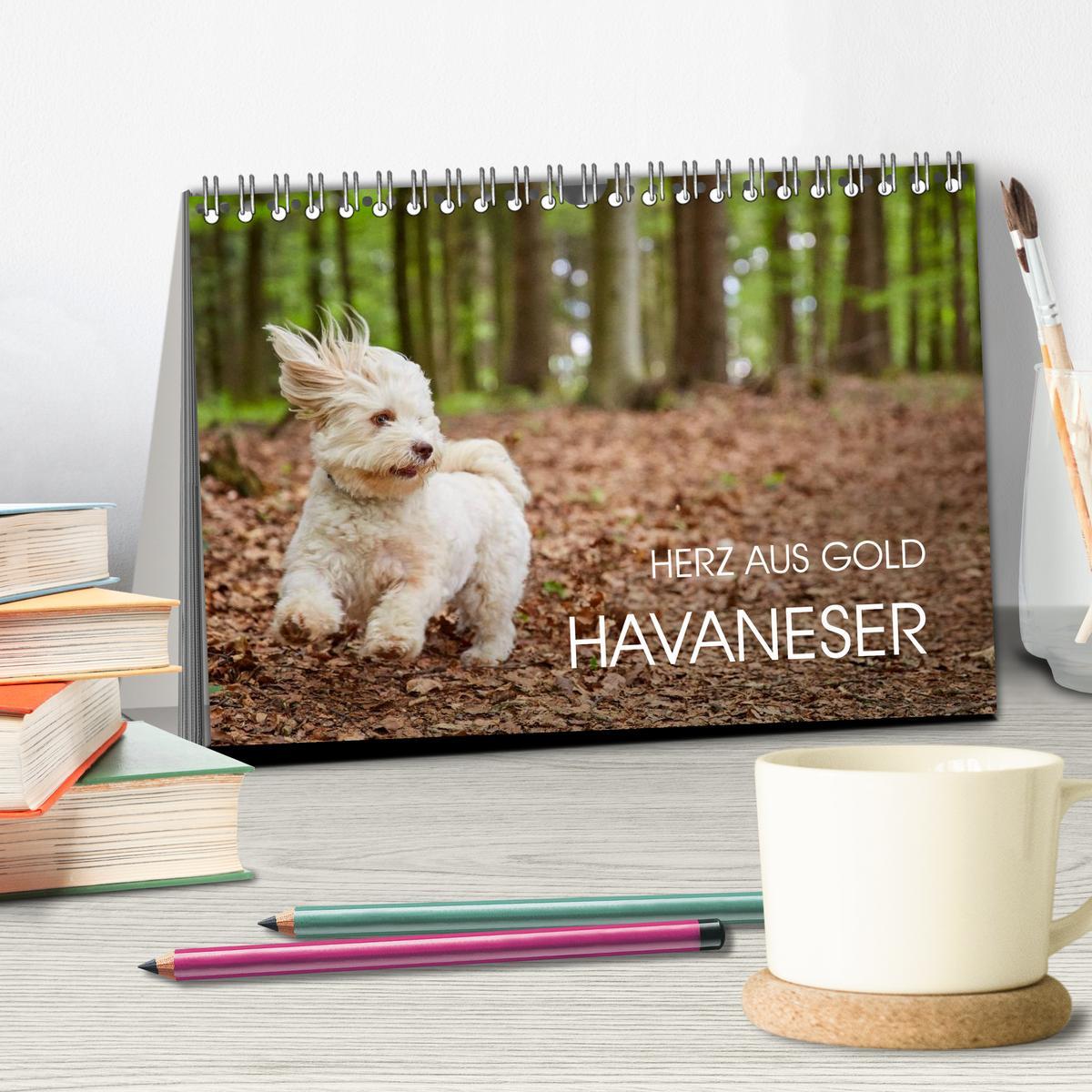 Bild: 9783435502875 | Havaneser - Herz aus Gold (Tischkalender 2025 DIN A5 quer),...