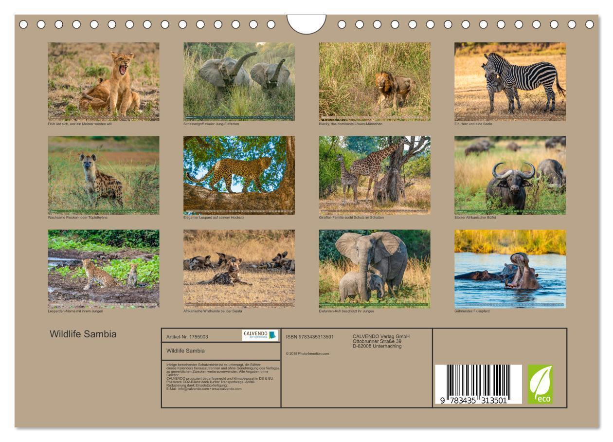 Bild: 9783435313501 | Wildlife Sambia (Wandkalender 2025 DIN A4 quer), CALVENDO...