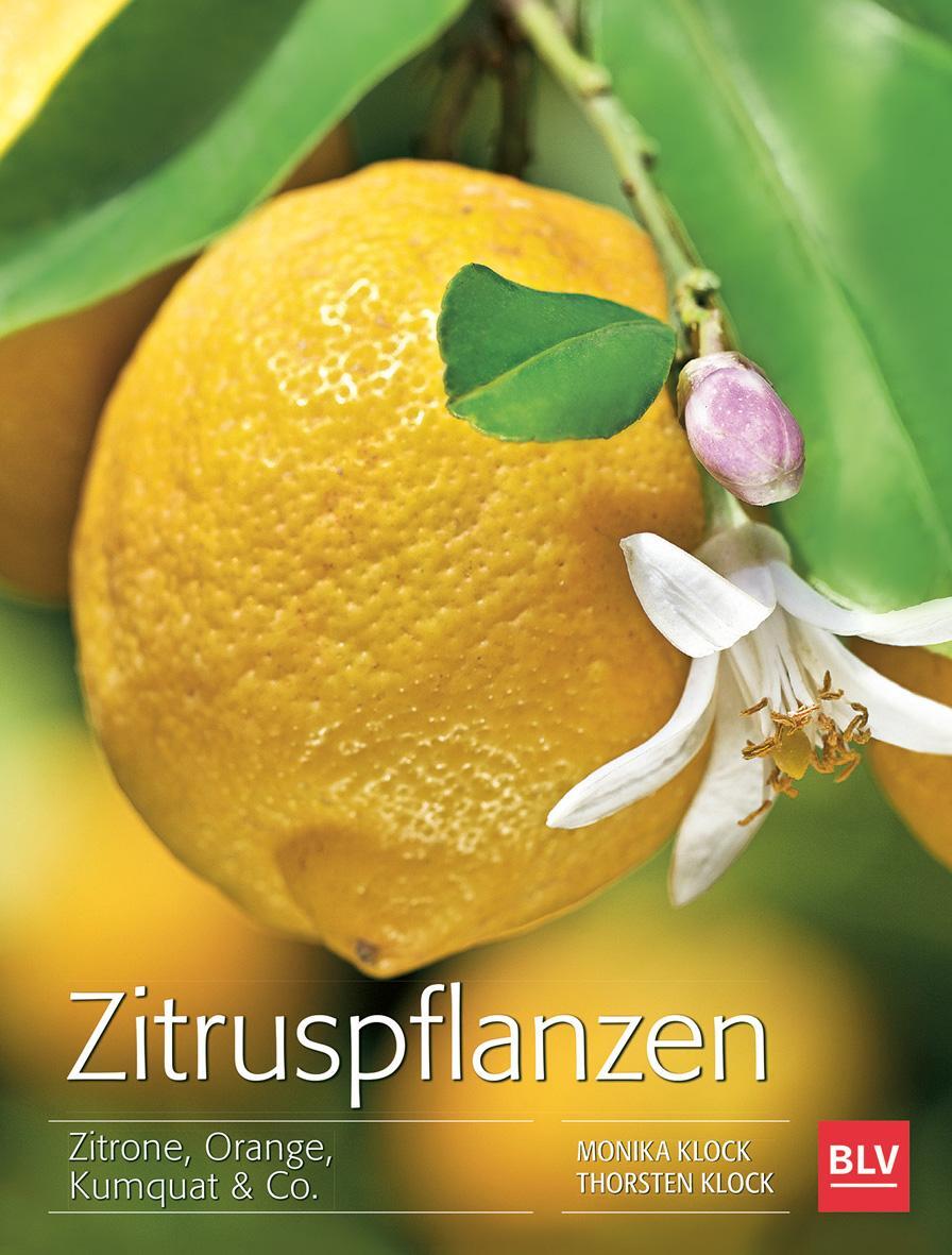 Cover: 9783835414358 | Zitruspflanzen | Zitrone, Orange, Kumquat &amp; Co. | Monika Klock (u. a.)