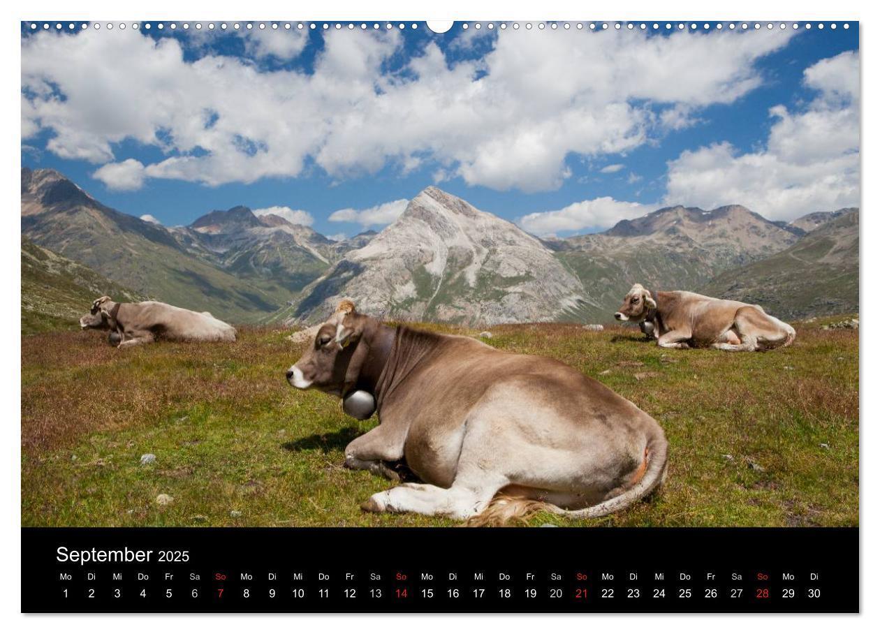 Bild: 9783435797097 | Tierkalender 2025 (Wandkalender 2025 DIN A2 quer), CALVENDO...