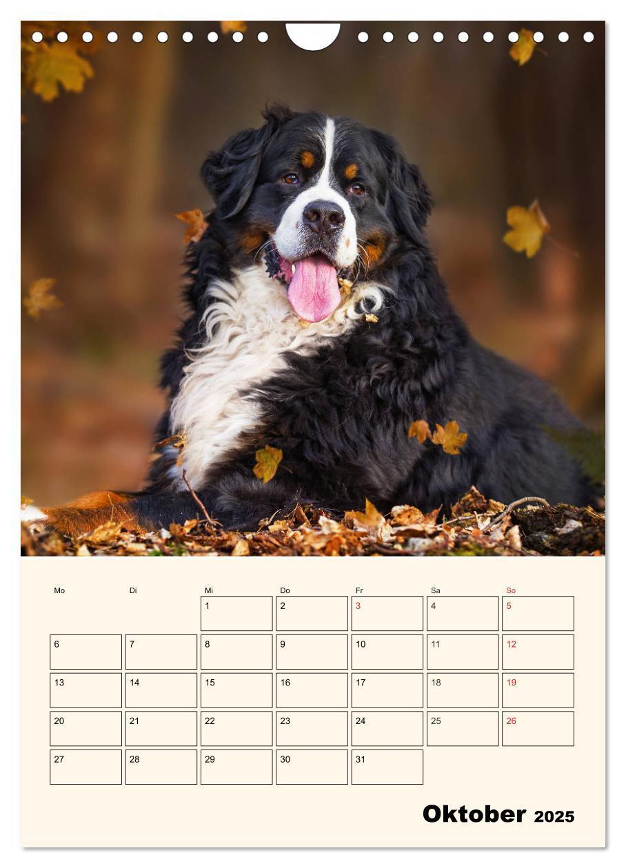 Bild: 9783435938315 | Traumhaft schön - Der Berner Sennenhund (Wandkalender 2025 DIN A4...