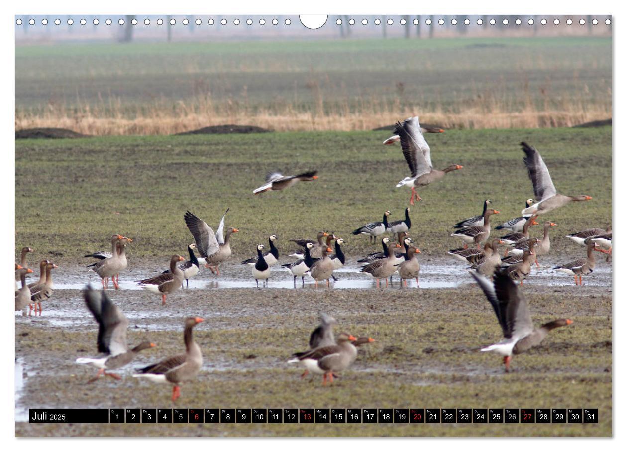 Bild: 9783435376568 | Gefiederte Schönheiten - Wildgänse in Norddeutschland (Wandkalender...