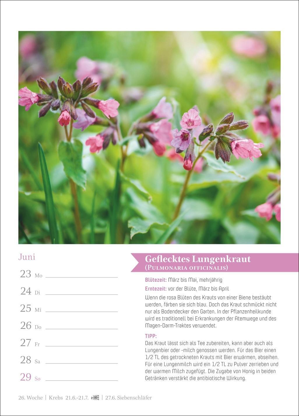 Bild: 9783840034961 | Heilkräuter Wochenkalender 2025 - 53 Pflanzen für die Hausapotheke