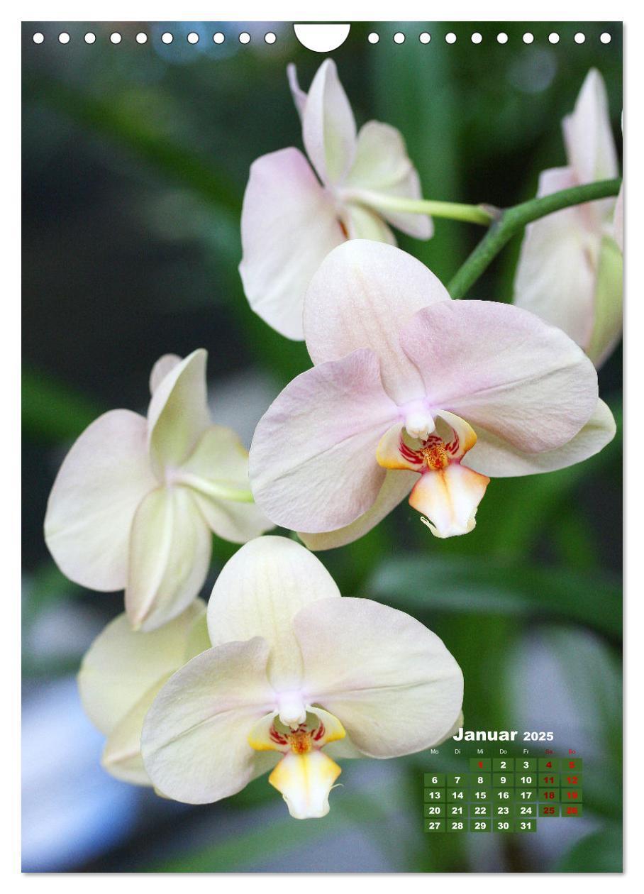 Bild: 9783435903740 | Traumhafte Orchideen (Wandkalender 2025 DIN A4 hoch), CALVENDO...