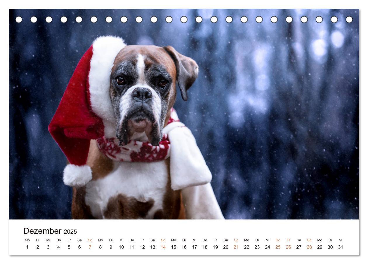 Bild: 9783435159253 | Deutscher Boxer (Tischkalender 2025 DIN A5 quer), CALVENDO...