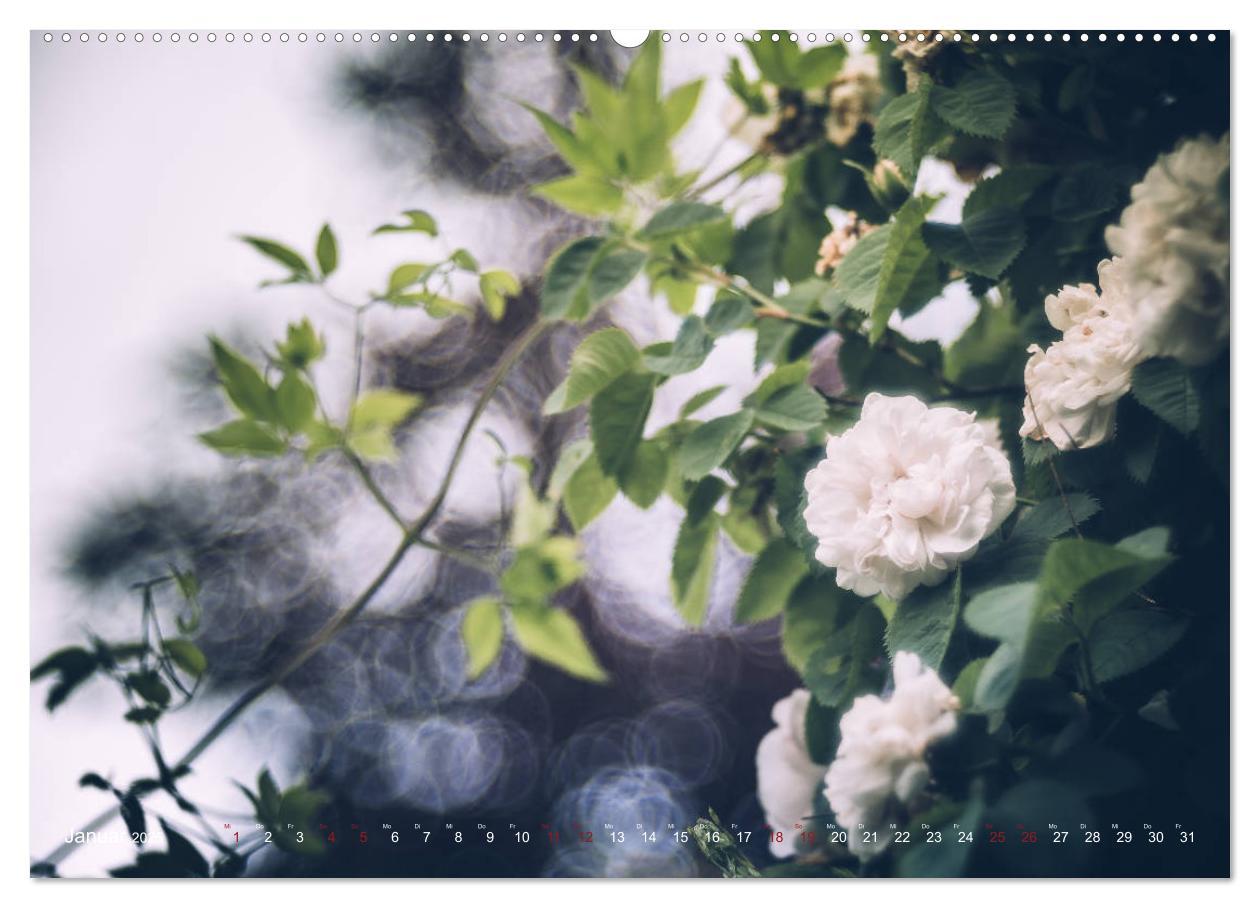 Bild: 9783435390380 | Die Welt der Alten Rosen (Wandkalender 2025 DIN A2 quer), CALVENDO...