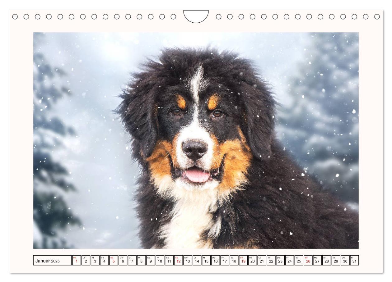 Bild: 9783435136001 | Berner Sennenhunde - Träumereien (Wandkalender 2025 DIN A4 quer),...