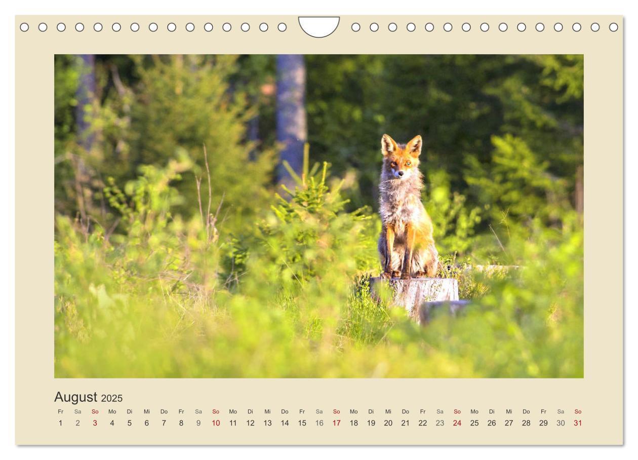 Bild: 9783435011278 | Tiere im Wald. Bezaubernde Begegnungen (Wandkalender 2025 DIN A4...