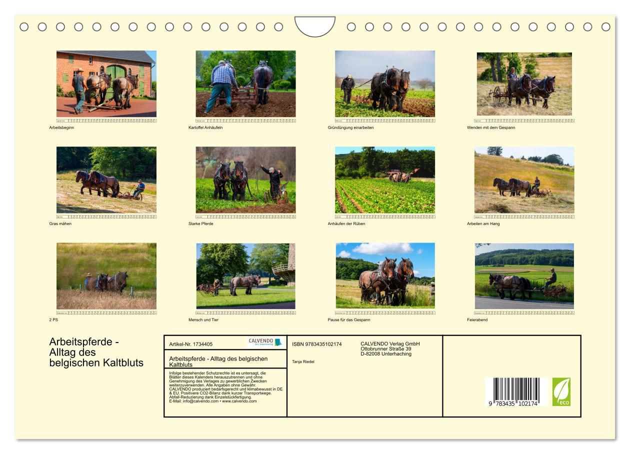 Bild: 9783435102174 | Arbeitspferde - Alltag des belgischen Kaltbluts (Wandkalender 2025...