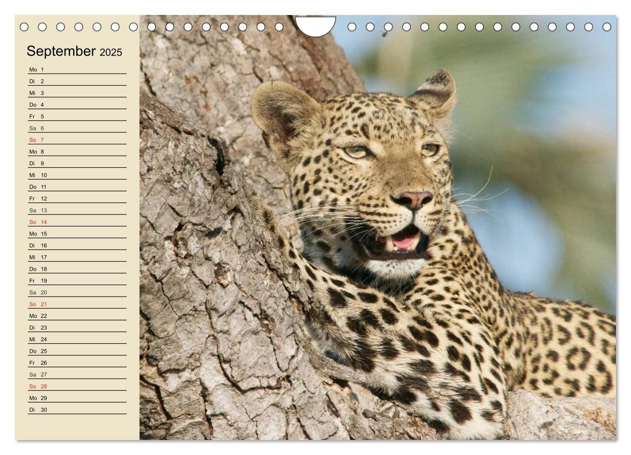 Bild: 9783435725328 | Die Lautlosen. Geparden und Leoparden (Wandkalender 2025 DIN A4...