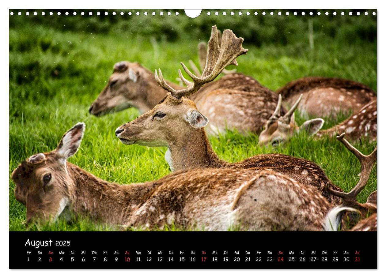 Bild: 9783435608928 | Rehe und Hirsche in freier Natur (Wandkalender 2025 DIN A3 quer),...