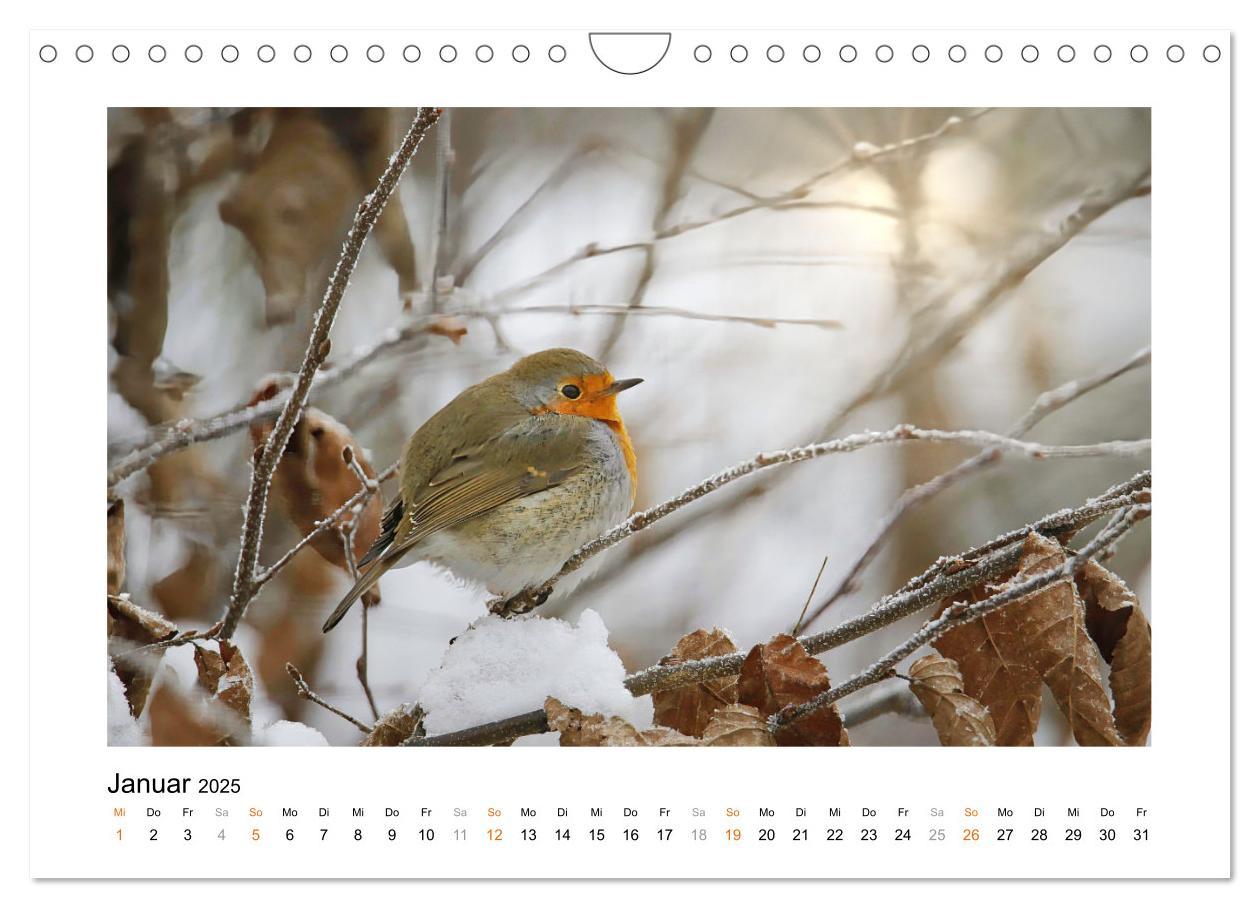 Bild: 9783383915178 | Zauberhafte Rotkehlchen (Wandkalender 2025 DIN A4 quer), CALVENDO...