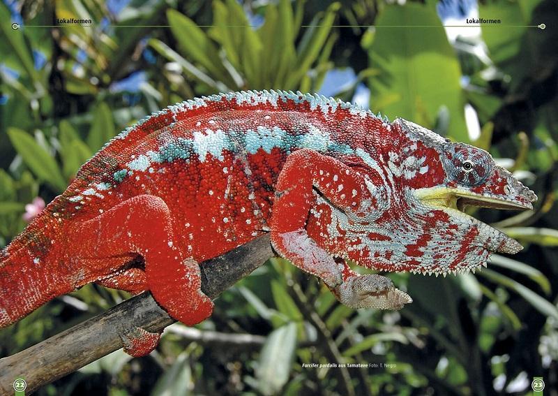 Bild: 9783866592308 | Das Pantherchamäleon | Furcifer pardalis | David Hellendrung | Buch