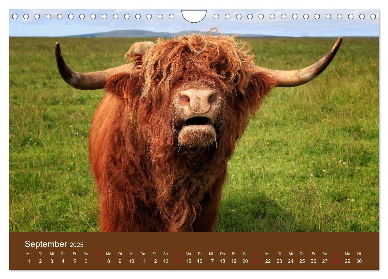 Bild: 9783435643080 | Schottische Hochlandrinder - Highland Cattle (Wandkalender 2025 DIN...