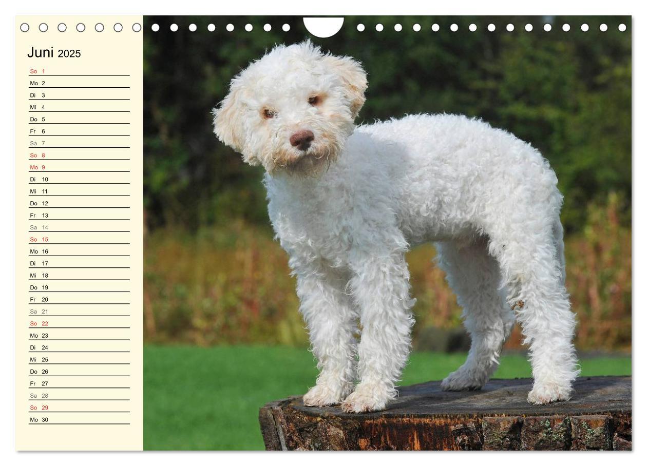 Bild: 9783435545292 | Lagotto Romagnolo - Italienischer Trüffelhund (Wandkalender 2025...