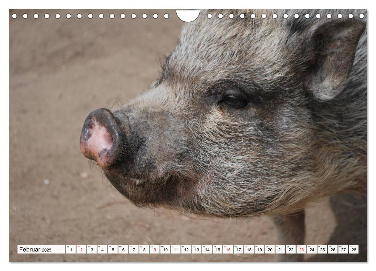 Bild: 9783435602292 | Von Säuen die Schwein haben! (Wandkalender 2025 DIN A4 quer),...