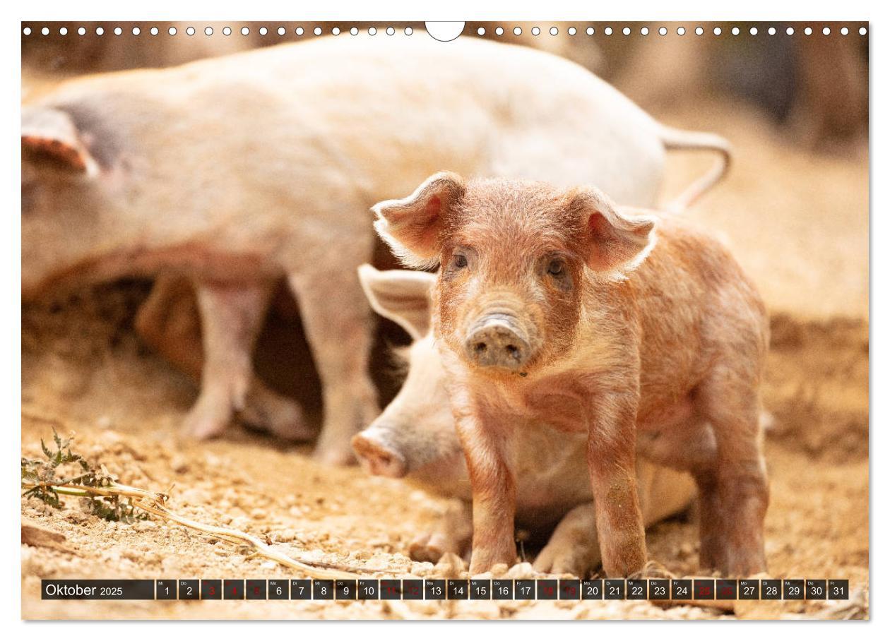 Bild: 9783435261529 | Korsika - süße, wilde Schweinchen (Wandkalender 2025 DIN A3 quer),...