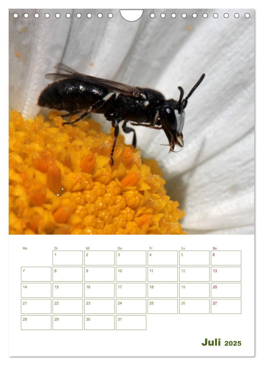 Bild: 9783457002001 | Wildbienen-Terminplaner 2025 (Wandkalender 2025 DIN A4 hoch),...