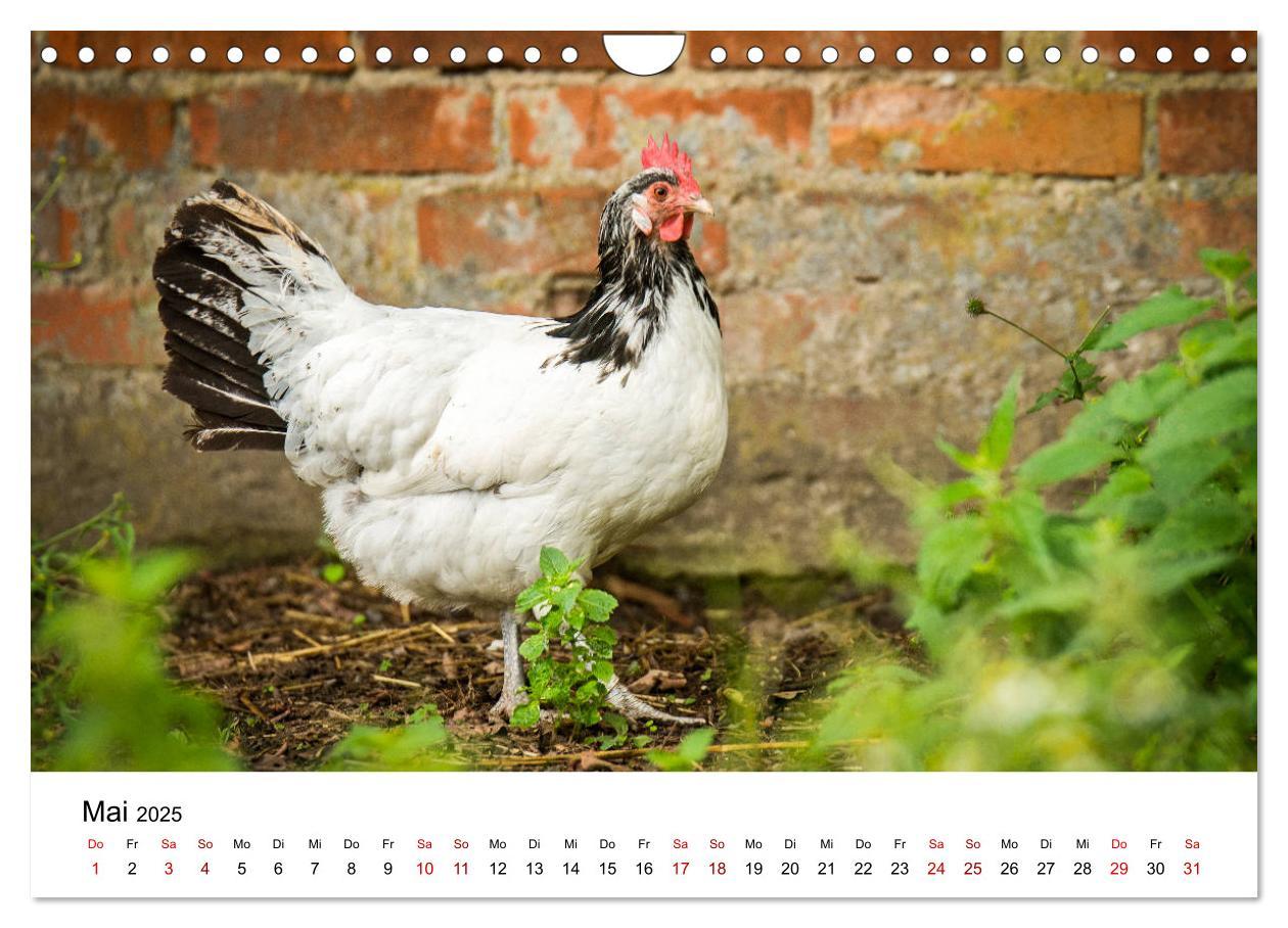 Bild: 9783435354375 | Alte Nutztierrassen 2025 (Wandkalender 2025 DIN A4 quer), CALVENDO...