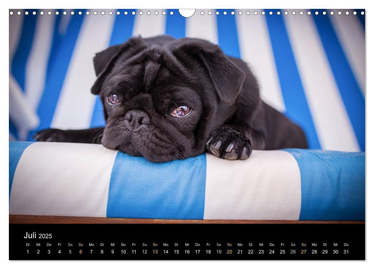 Bild: 9783435571314 | Diesel, der schwarze Mops (Wandkalender 2025 DIN A3 quer), CALVENDO...