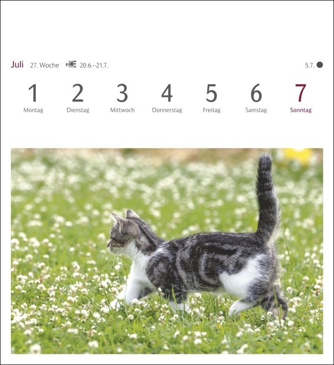 Bild: 9783840031151 | Katzen Postkartenkalender 2024. Jede Woche ein süßes Kätzchen im...