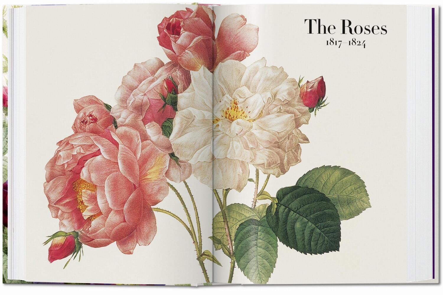 Bild: 9783836556651 | Redouté. The Book of Flowers. 40th Ed. | H. Walter Lack | Buch | 2020