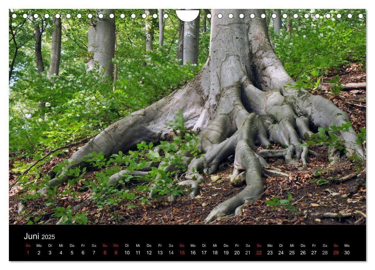 Bild: 9783435837137 | Wurzelwerke (Wandkalender 2025 DIN A4 quer), CALVENDO Monatskalender