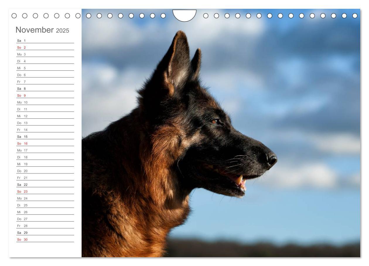 Bild: 9783435474035 | Deutsche Schäferhunde Seelentröster (Wandkalender 2025 DIN A4...