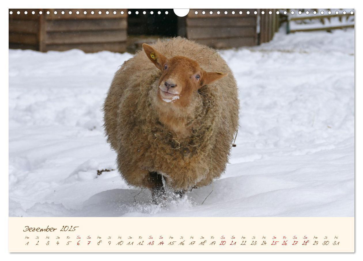 Bild: 9783435172832 | Coburger Fuchsschaf (Wandkalender 2025 DIN A3 quer), CALVENDO...