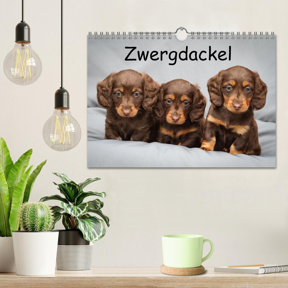 Bild: 9783383865374 | Zwergdackel von Kadi (Wandkalender 2025 DIN A4 quer), CALVENDO...