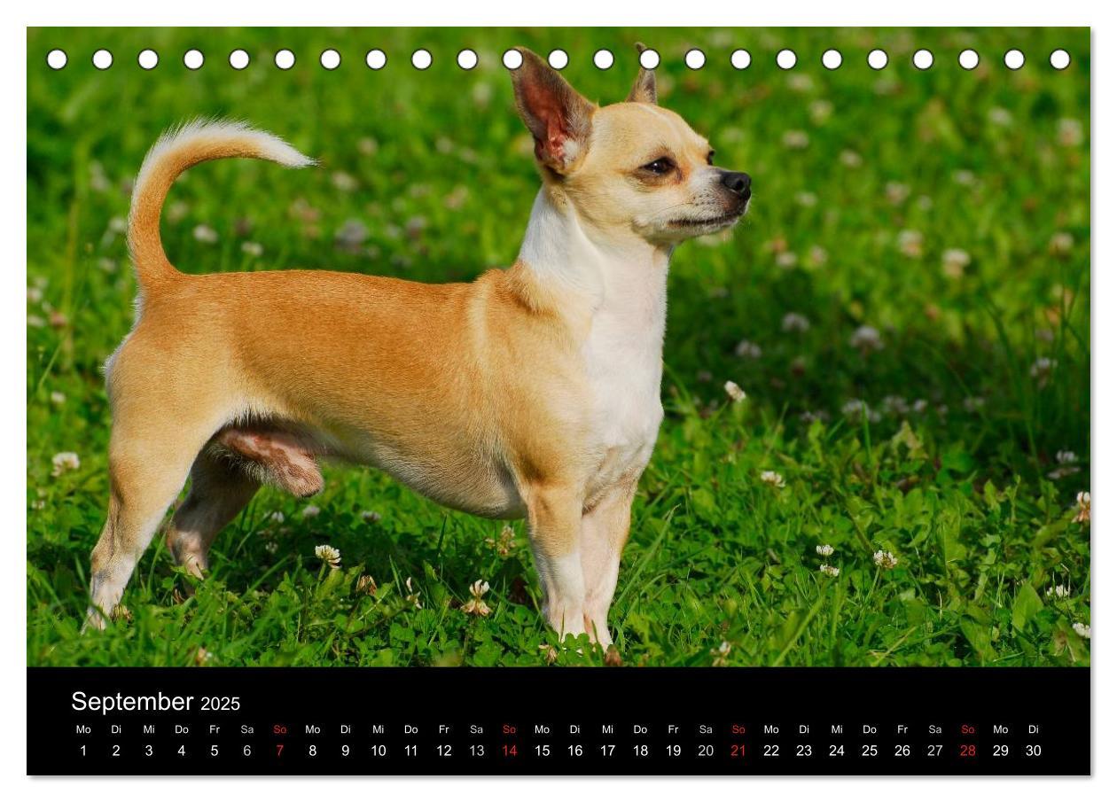 Bild: 9783435766000 | Chihuahua - Kleine Hunde ganz groß (Tischkalender 2025 DIN A5...