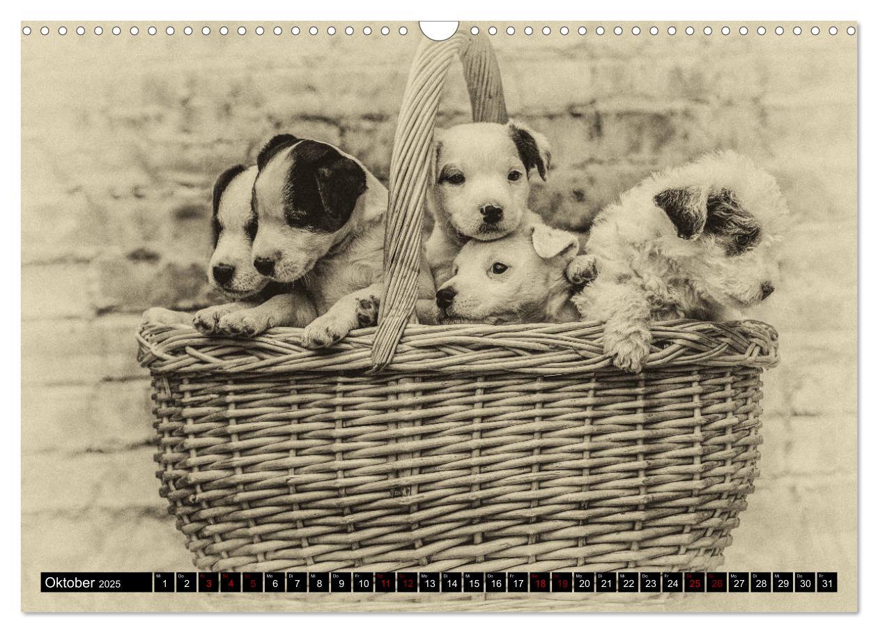 Bild: 9783435400539 | Parson Jack Russel Welpen (Wandkalender 2025 DIN A3 quer), CALVENDO...