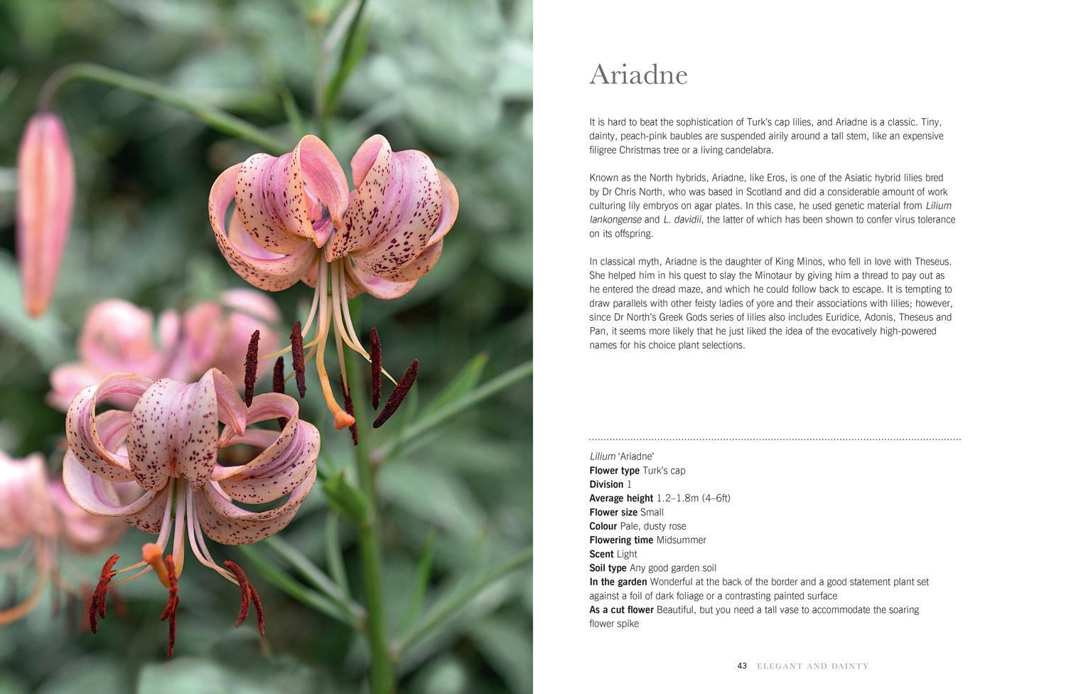 Bild: 9781911663003 | Lilies | Beautiful Varieties for Home and Garden | Naomi Slade | Buch