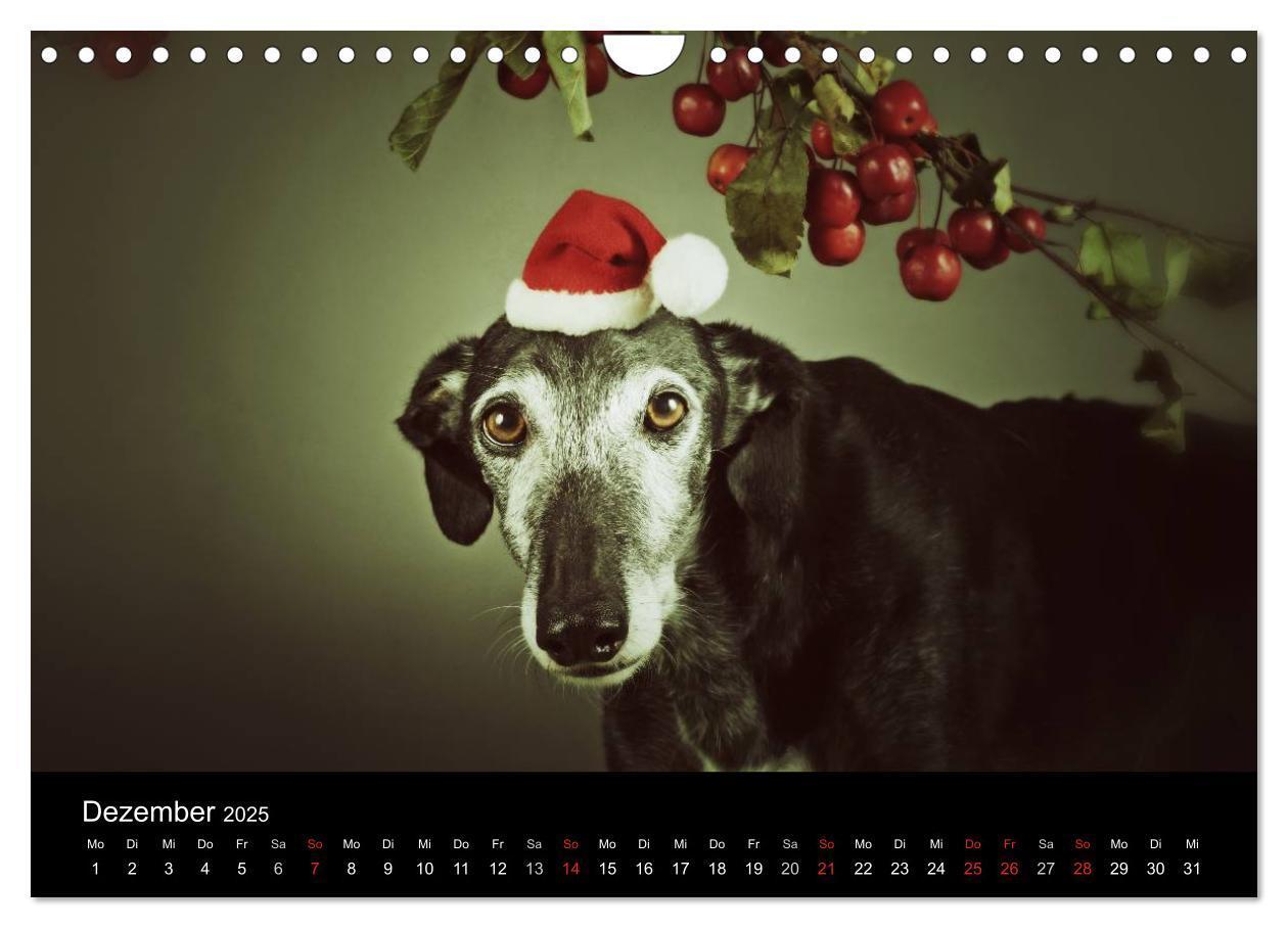 Bild: 9783435776092 | Der Windhundekalender (Wandkalender 2025 DIN A4 quer), CALVENDO...