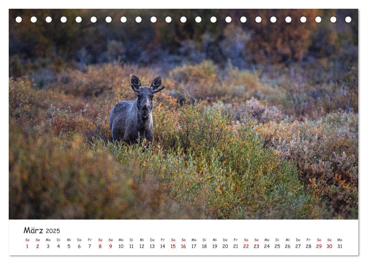 Bild: 9783383947124 | Der Elch - König der skandinavischen Wälder (Tischkalender 2025 DIN...