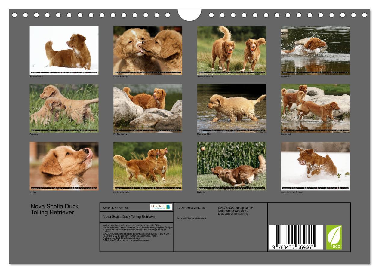 Bild: 9783435569663 | Nova Scotia Duck Tolling Retriever (Wandkalender 2025 DIN A4 quer),...