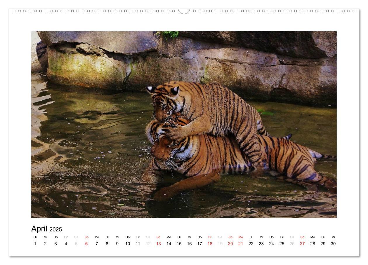 Bild: 9783435754298 | Tiger 2025 (Wandkalender 2025 DIN A2 quer), CALVENDO Monatskalender