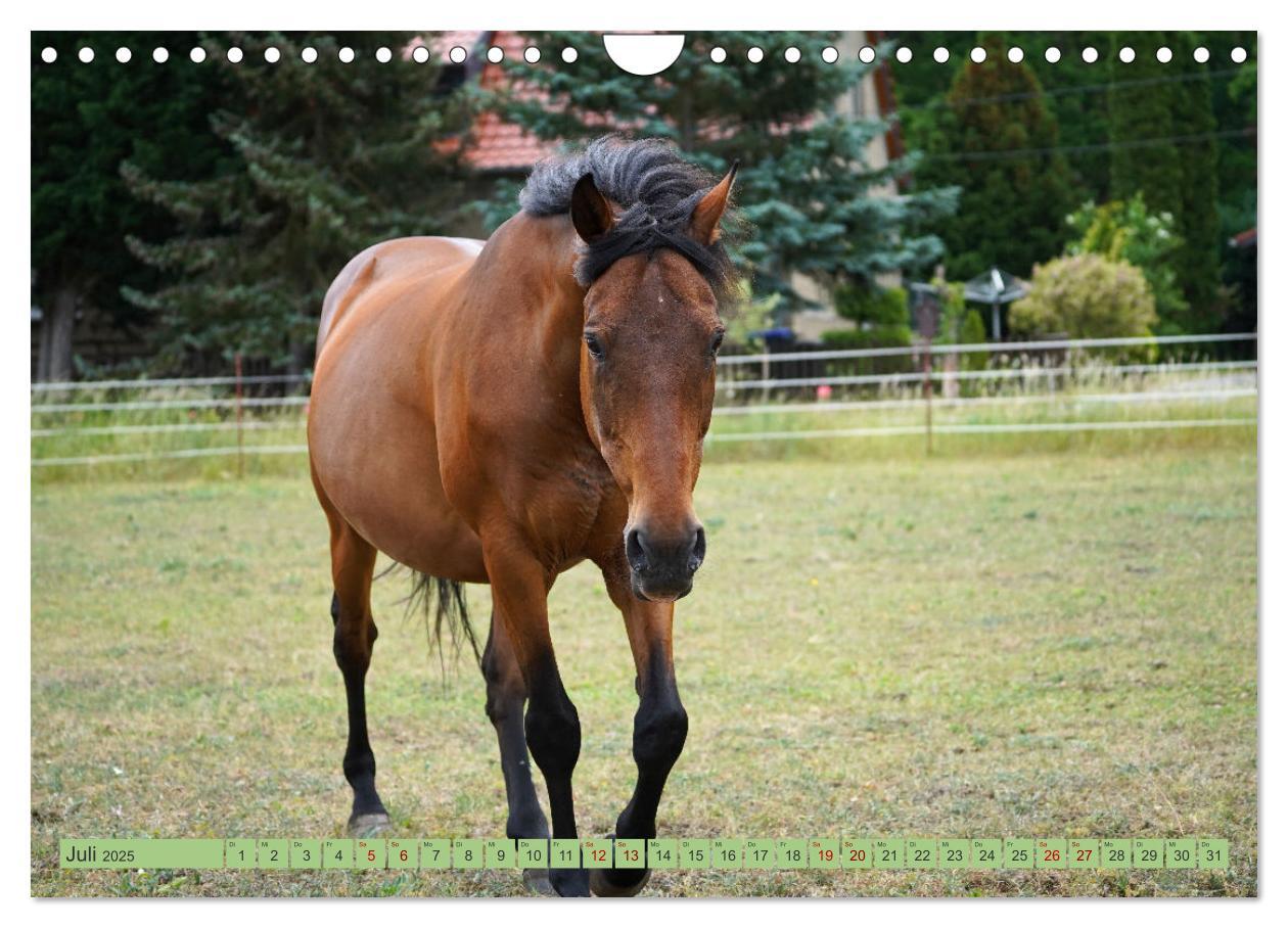 Bild: 9783383946257 | Faszination Trakehner (Wandkalender 2025 DIN A4 quer), CALVENDO...