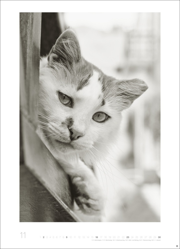 Bild: 9783756404650 | Cats Edition Kalender 2025 | Monika Wegler | Kalender | Spiralbindung