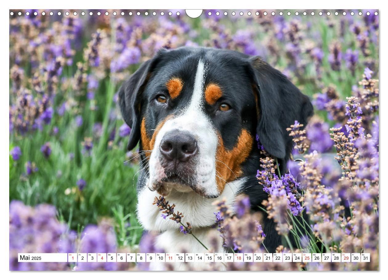 Bild: 9783435332892 | Großer Schweizer Sennenhund (Wandkalender 2025 DIN A3 quer),...