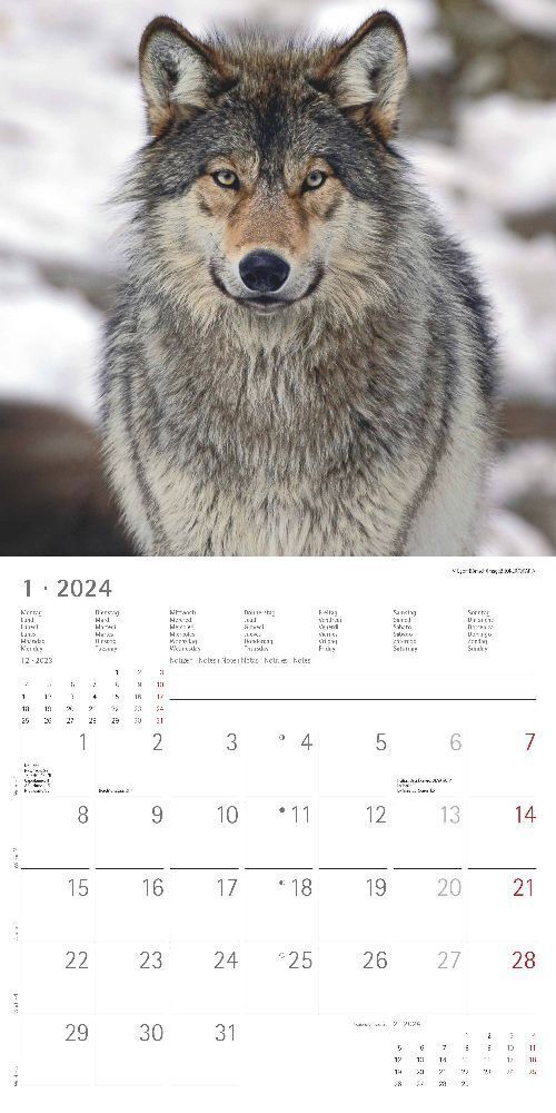 Bild: 4251732335380 | Wölfe 2024 - Broschürenkalender 30x30 cm (30x60 geöffnet) -...