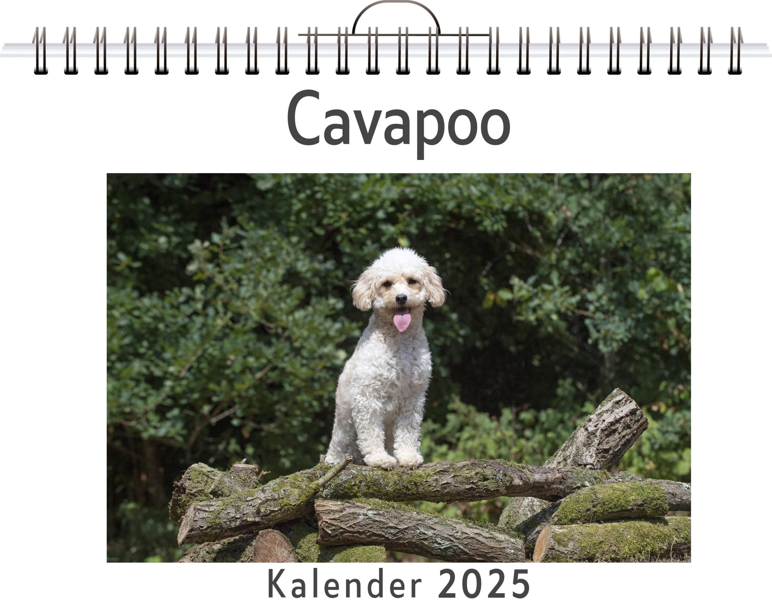 Cover: 9783759120519 | Cavapoo | Matteo Schröder | Kalender | Kalender | 14 S. | Deutsch