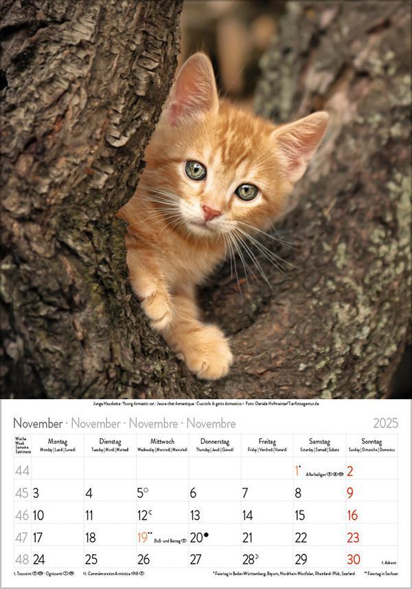 Bild: 9783731876168 | Katzen 2025 | Verlag Korsch | Kalender | Spiralbindung | 13 S. | 2025