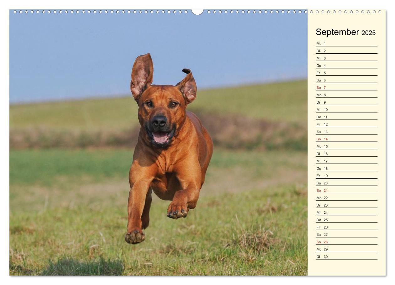 Bild: 9783435540570 | Rhodesian Ridgeback 2025 (Wandkalender 2025 DIN A2 quer), CALVENDO...