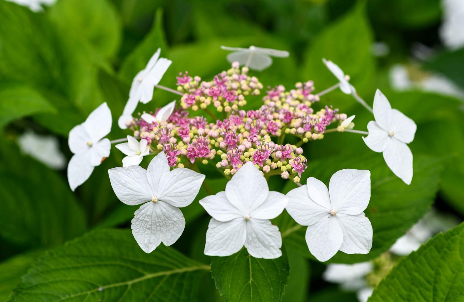 Bild: 9781911641230 | Hydrangeas | Beautiful Varieties for Home and Garden | Naomi Slade