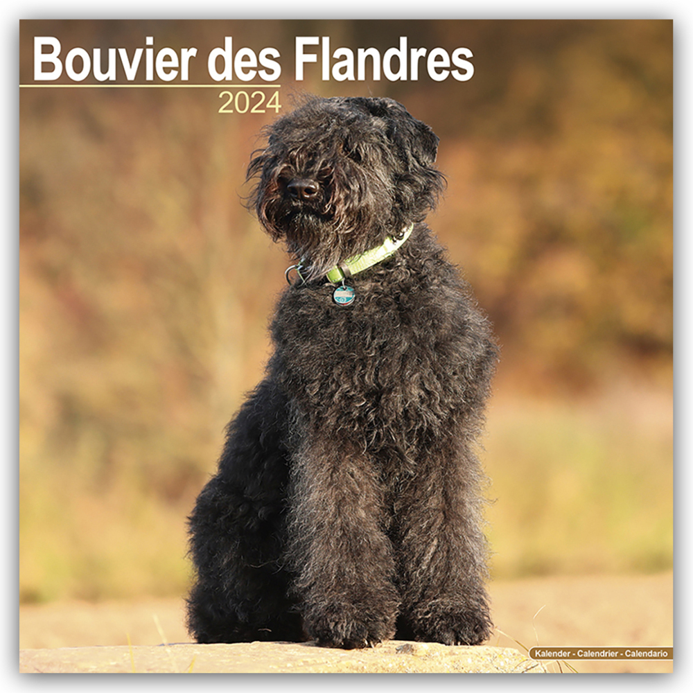Cover: 9781804600207 | Bouvier des Flandres - Flandrischer Treibhund 2024 - 16-Monatskalender