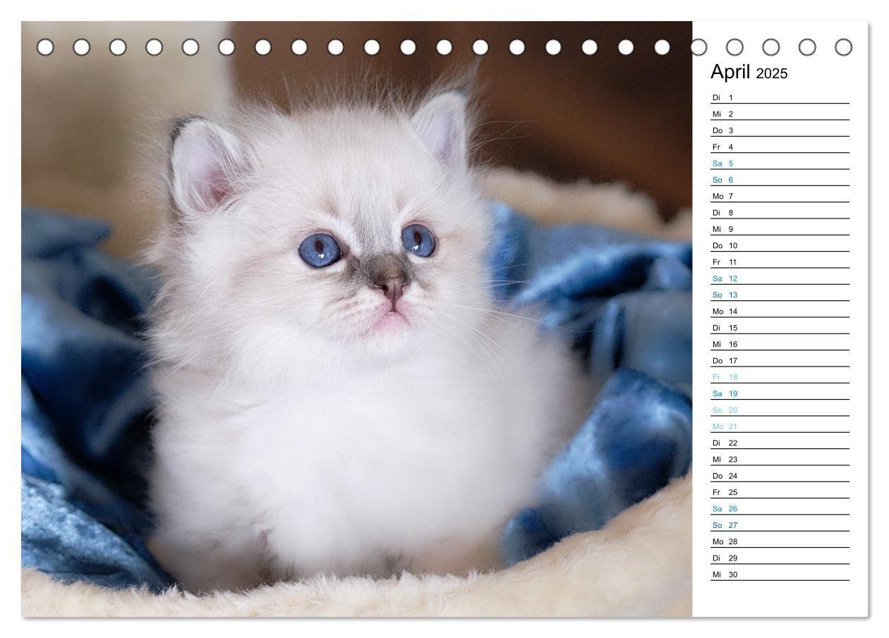 Bild: 9783383959745 | Heilige Birma Kitten mit Planer (Tischkalender 2025 DIN A5 quer),...