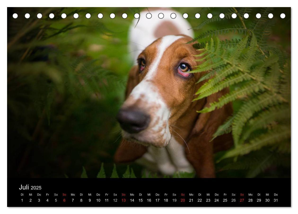 Bild: 9783457183113 | Der Basset, eine LANGE und besondere Liebe (Tischkalender 2025 DIN...