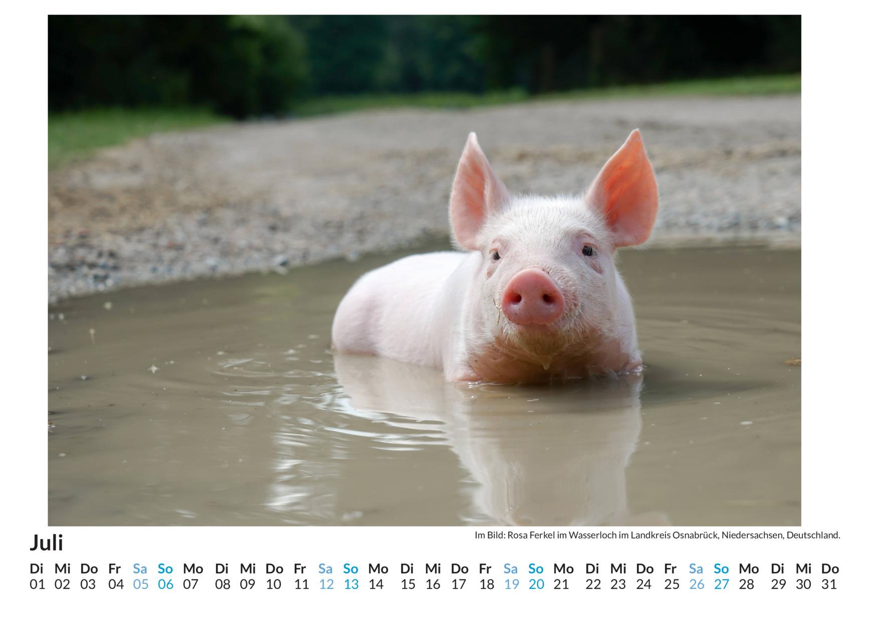 Bild: 9783759122599 | Ferkel - (Wandkalender 2025, Kalender DIN A4 quer, Monatskalender...