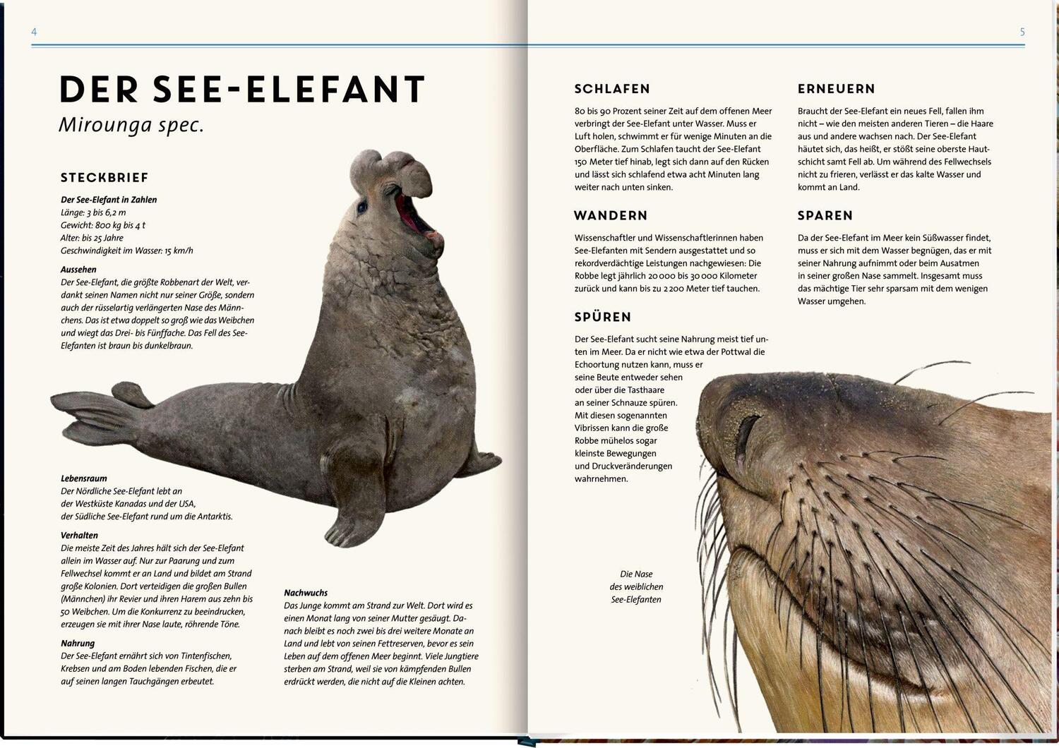 Bild: 9783649640936 | Lebensgroß | Tiere der Meere und Ozeane | Holger Haag | Buch | Deutsch